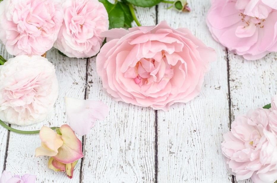 FREE PHOTOS FOR YOUR BLOG