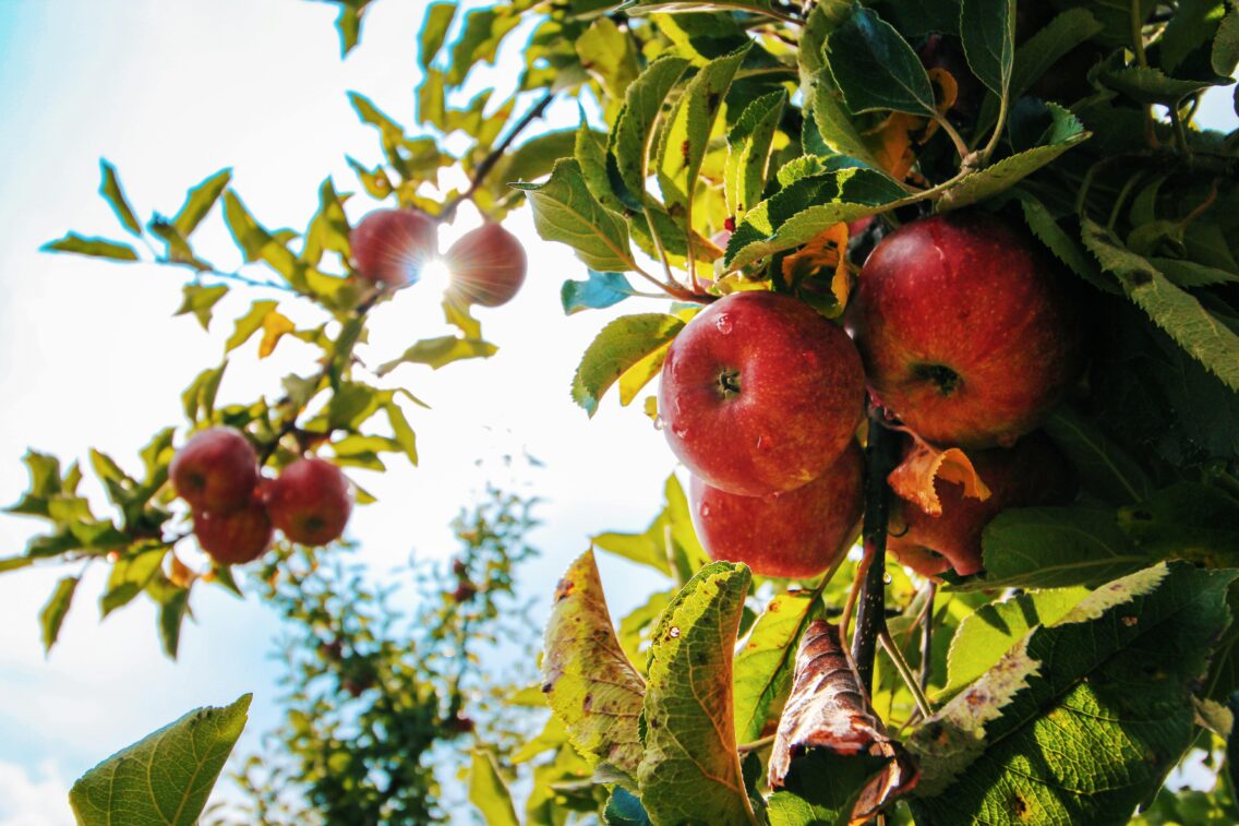 5 Best Places for Apple Picking in Georgia: Family-Friendly Orchards