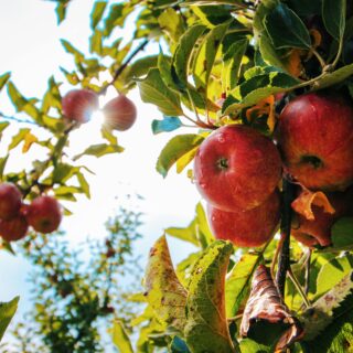 8 Delicious Fall Apple Juice Recipes To Try This  Season