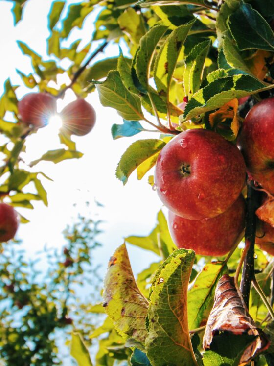5 Best Places for Apple Picking in Georgia: Family-Friendly Orchards